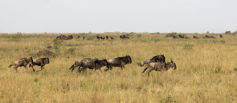 Wildebeest running during great migration from Tanzania to Kenya in east Africa