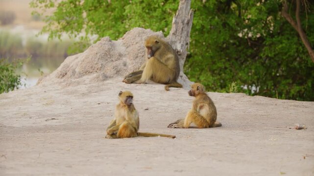 African baboons resting near a river in Africa.
