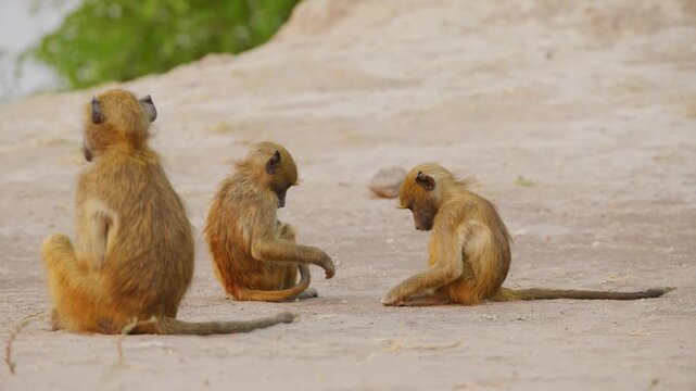Footage of Olive baboon (Papio anubis) of south africa.