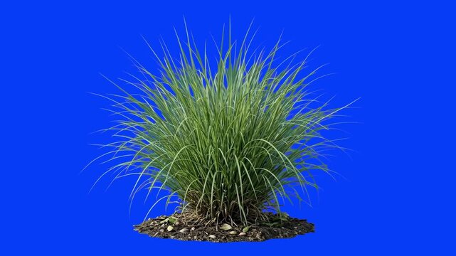 A detailed 3D rendering of a dense tuft of wild perennial green grass growing out of a patch of sandy soil, isolated on a solid blue chroma key backdrop. Perfect for outdoor landscaping visual effects