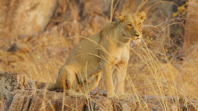 A beautiful african lioness (Panthera leo) standing on a hill and looking at the camera.