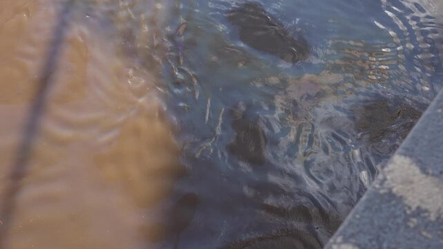 oil slick floating on a polluted river with rainbow reflections. Concept of water pollution, environmental damage, climate change, ecological crisis