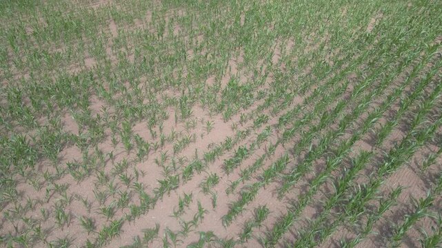 Young corn plants grow in neat rows across a flooded field