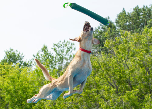 Tan Dog Jumping to Catch Green Toy Mid-Air