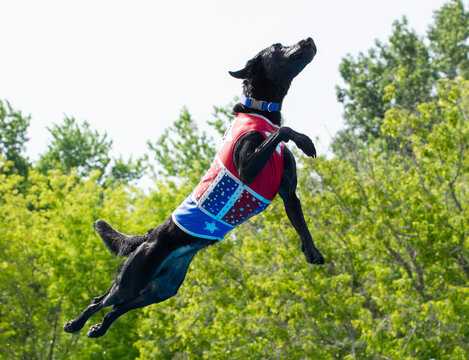 Black Dog Leaping High in Patriotic Star Costume Against Trees