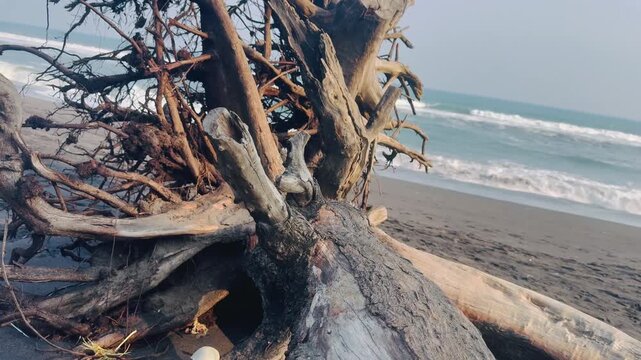 Fallen Tree with Exposed Roots on Sandy Beach