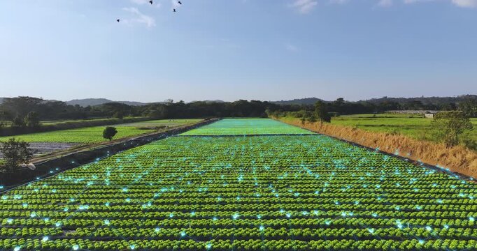 4K drone footage of smart lettuce farming with digital technology overlay, precision agriculture, data visualization and sustainable crop management.
