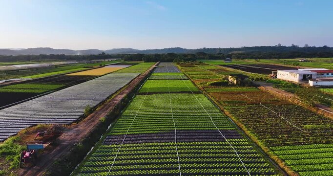 4K aerial drone footage of lettuce farms with digital precision farming overlay, showcasing smart agriculture, crop monitoring and modern agritech.