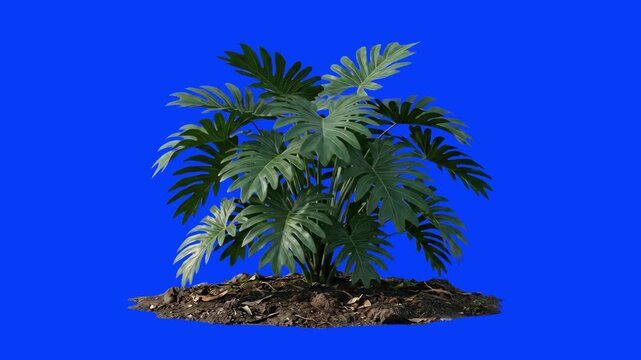 A vibrant 3D model of a tropical split-leaf philodendron or exotic fern bush with dense green foliage, growing from a small ground plot. Isolated on a solid bright blue screen for seamless integration