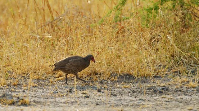 A Swainson's spurfowl or Swainson's francolin (Pternistis swainsonii) foraging in south african safari.