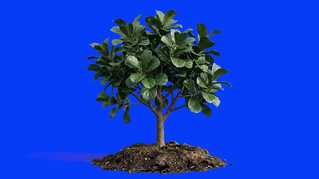 A compact 3D animated broadleaf tree or potted ficus shrub with dense green foliage, growing from a patch of earth. Isolated on a solid bright blue screen for seamless compositing into scenic environm