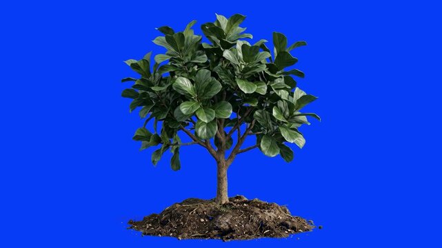 A realistic 3D model of a lush green Ficus Lyrata tree growing from a small patch of soil, isolated on a solid blue chroma key background. Perfect for video overlays, landscape architecture previews, 
