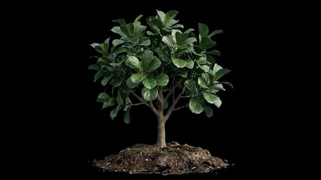 A clean 3D render of a mature indoor or outdoor fiddle-leaf fig tree (Ficus Lyrata) featuring dense broad green foliage and a multi-branched trunk, isolated against a solid black space. Ideal for arch