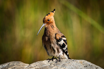 Hoopoe bird with raised crest perched on a rock in grassland © Zhaochen