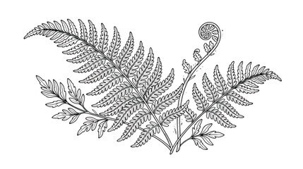 Vintage botanical fern leaf illustration, hand drawn forest foliage vector, black and white fern fronds with fiddlehead sprout © Dream Time Studio