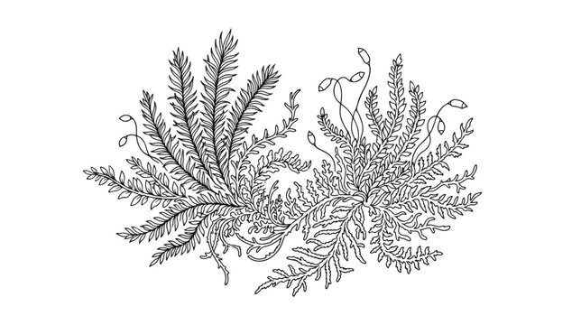 Vintage botanical moss illustration, hand drawn forest bryophyte vector, antique black and white nature sketch for scientific study