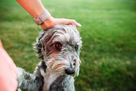 woman petting her dog