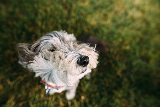 Dog on a very windy day