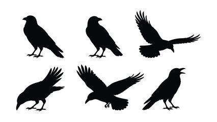 Fototapeta premium Set of black raven silhouettes in various dynamic poses isolated on a white background with perching landing wings
