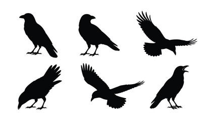 Obraz premium Set of various black crow silhouettes in different flying with set against clean white background