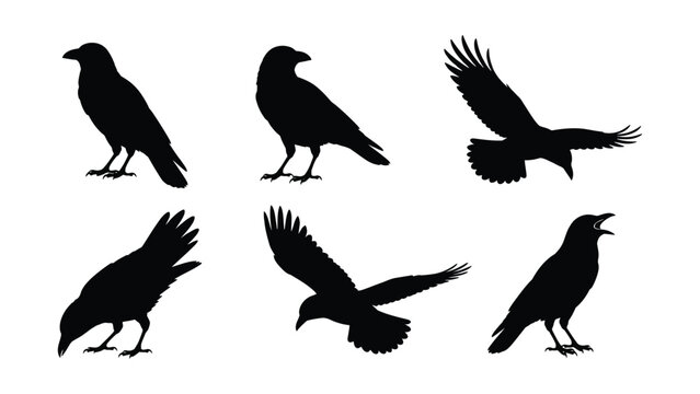 Set of various black crow silhouettes in different flying with set against clean white background