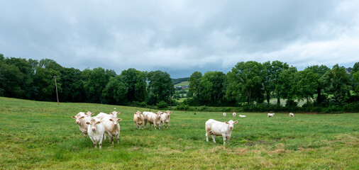 Fototapeta premium white cows in french countryside of thierache in the north