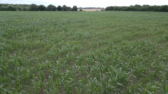 Green corn plants grow in neat rows across a vast field