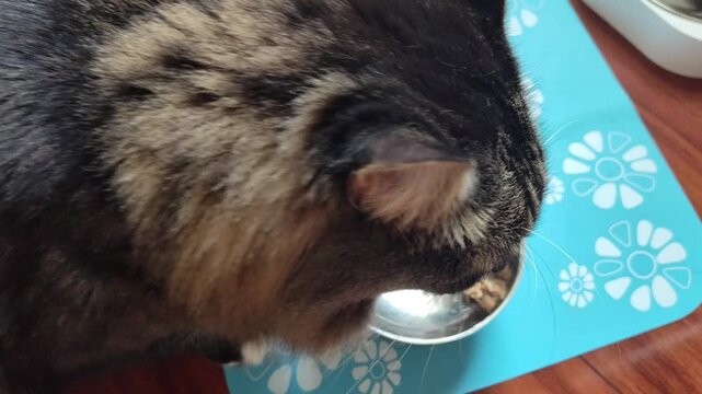 a brown cat is eating cat food