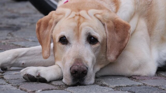 Close up of Golden Retriever dog lying on cobblestone street