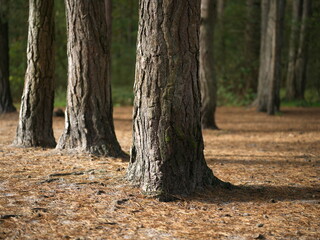 Tall pine tree trunks standing on a forest floor covered with needles © Aoun