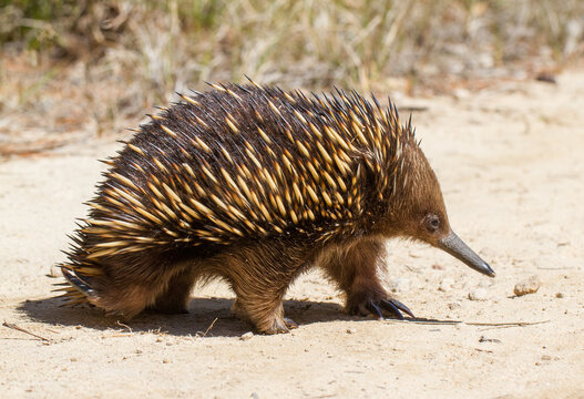 Close up of  an Australian Short-beaked Echidna
