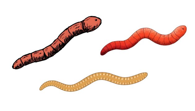 Illustration of three different types of worms in nature