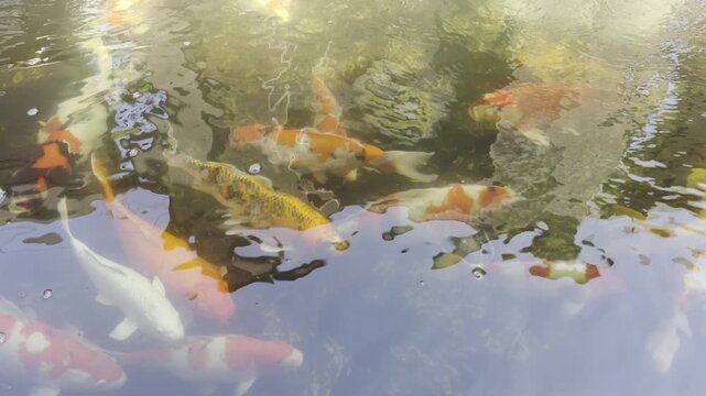 Vibrant koi fish swimming beneath sun rays in a peaceful garden pond, colorful ornamental carp creating a relaxing aquatic scene for zen, meditation, nature and luxury landscaping in UHD video.
