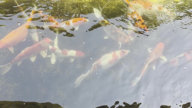 Vibrant koi fish swimming beneath sun rays in a peaceful garden pond, colorful ornamental carp creating a relaxing aquatic scene for zen, meditation, nature and luxury landscaping in UHD video.