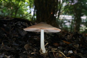 The mushroom with pillbug climbing up  © zoo