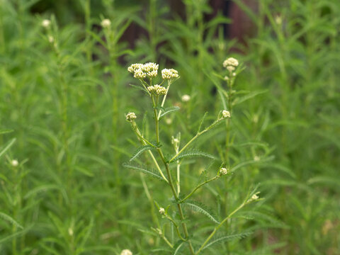 白い小花を咲かせるノコギリソウ
