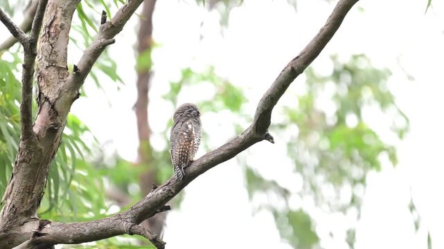 A small Jungle Owlet perched securely on a thick diagonal tree branch with moving body and head. Set against a soft, bright background with faint leaves.