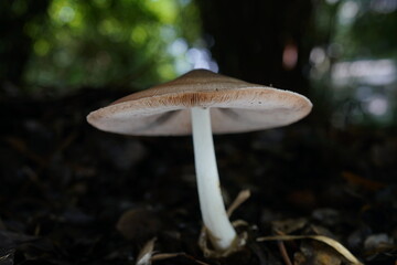 The mushroom with pillbug climbing up  © zoo