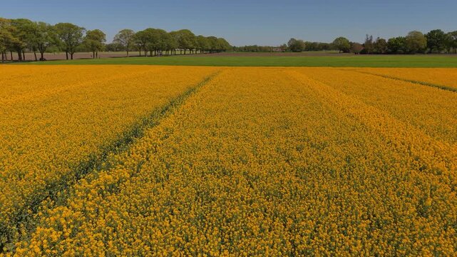 Aerial wide angle panoramic view over a vibrant yellow blooming rapeseed canola oilseed flower field plantation with parallel agricultural tractor tracks under a clear blue horizon sky