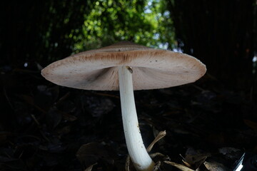 The mushroom with pillbug climbing up  © zoo