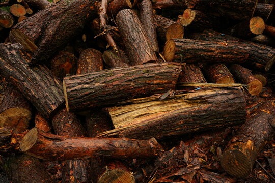 Freshly felled logs from the mountain