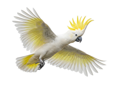 Sulphurcrested cockatoo isolated on transparent background