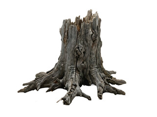 Fototapeta premium Old weathered tree stump isolated on transparent background