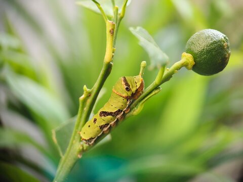 Ultra High Resolution Green Papilio Caterpillar on Citrus Branch