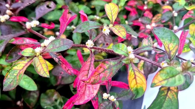 alternanthera plant which has colorful leaves and small white flowers blown by the wind