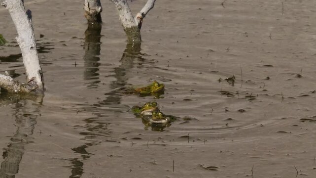 Three green frogs in shallow water