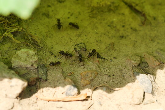 The battling among the ants