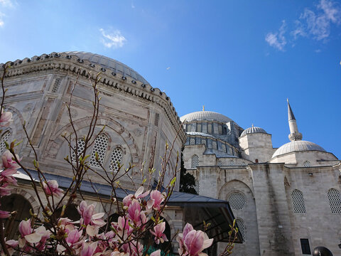 Hurrem Sultan Mausoleum and Suleymaniye Mosque framed by spring magnolia
