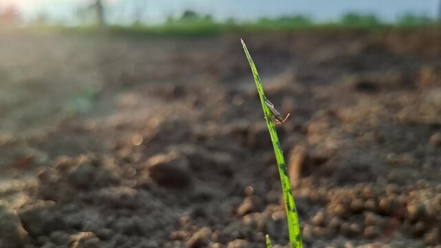 Small Tiny Insect Rested Atop Single Grass Blade