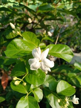 white Arabian Jasmine flowers in full bloom